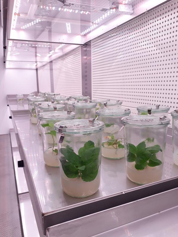 Sterile tobacco plants in the climate chamber