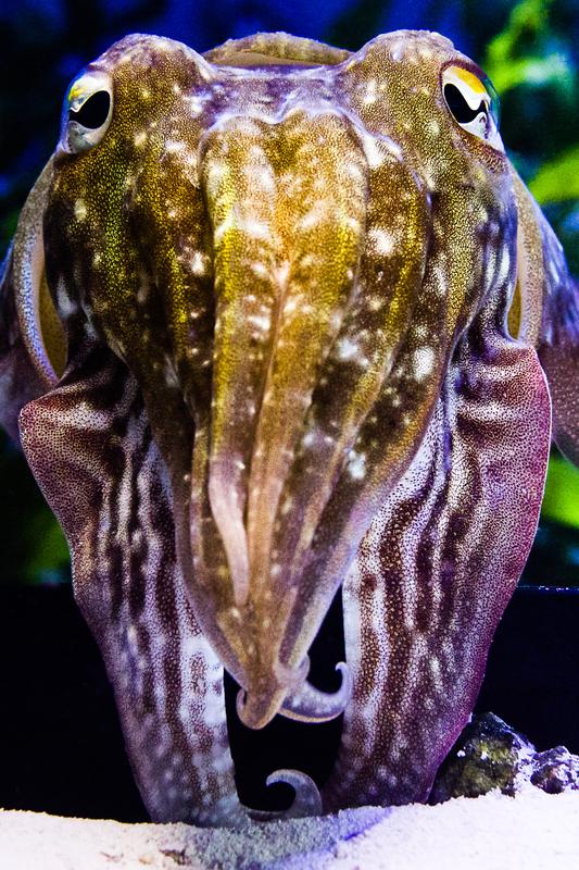 A common cuttlefish, Sepia officinalis. 