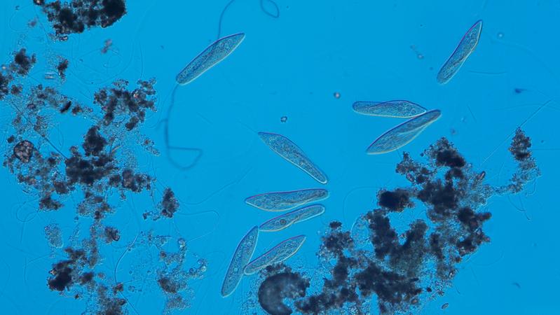 As model organisms six species of ciliates were used – tiny protozoans that live in water.