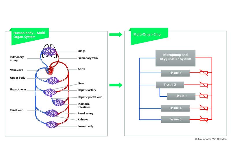 The illustrations show in comparison how the blood circulation in the human body (left) and the channels on the multi-organ chip (right) supply the liver, the kidneys and other organs or tissues. 