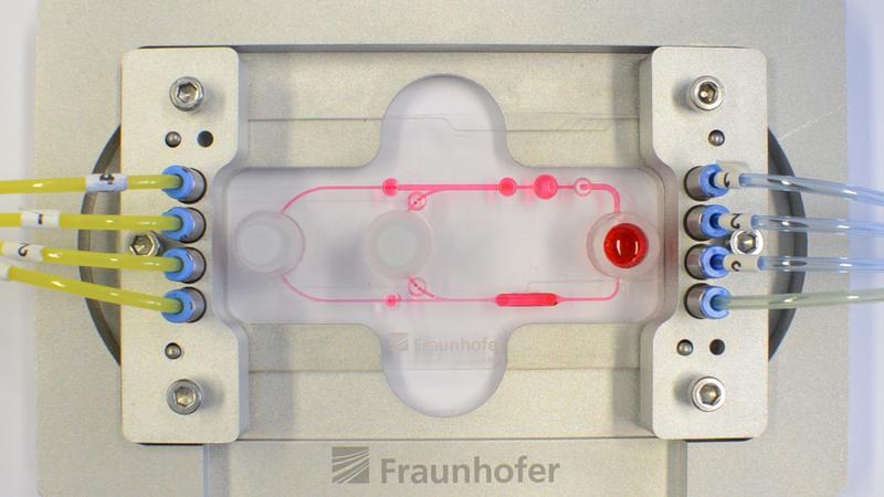 The same scheme in practice on an already connected multi-organ chip with pumps and valves (small red dots) as well as chambers for organs, tissue and blood substances.