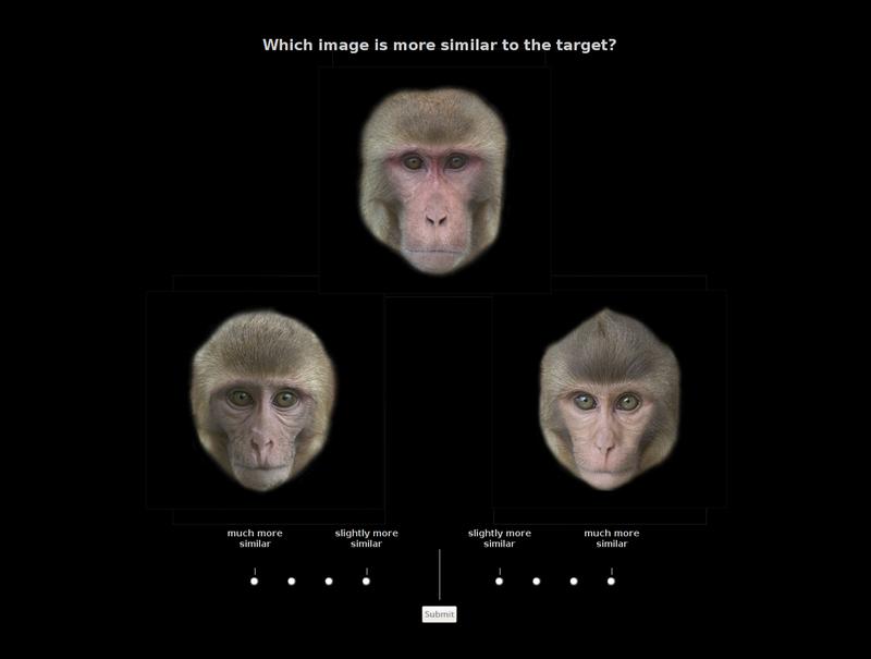 Mit Affengesichtern vertraute Probanden standen vor der Aufgabe, einem erwachsenen Elternteil (Vater, oben) am Computer eines von zwei jugendlichen Tieren zuzuordnen (Sohn, unten links).