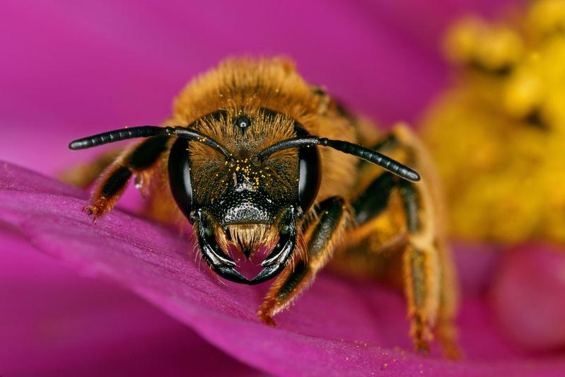 Die Wildbiene Halictus scabiosae