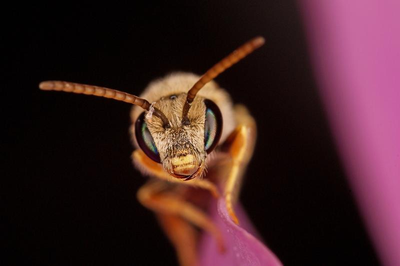 Die Wildbiene Halictus subauratu