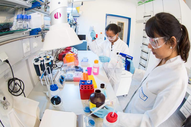 Die neue DFG-Förderung soll dem wissenschaftlichen Nachwuchs den Weg in die biomedizinische Forschung erleichtern. 