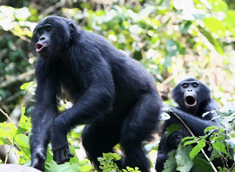 Das Lautrepertoire der Bonobos ist eine ganze Oktave höher angesiedelt als bei Schimpansen.
