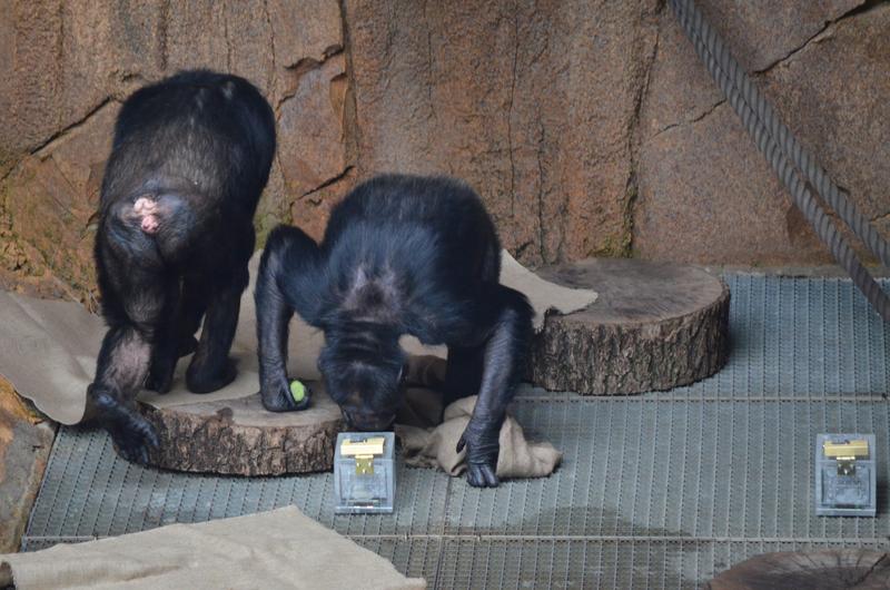 Schimpansen erkennen Gruppenmitglieder und Verwandte am Geruch.