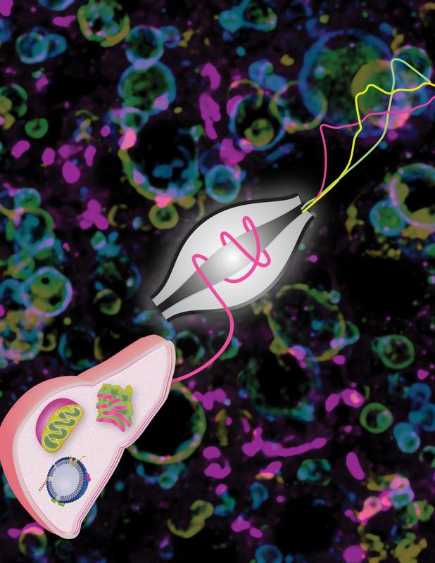 The deposition of fat into liver cells causes fundamental changes of their biology. Via mass spectrometry, researchers at the MPIB tracked shifts in the localization of numerous proteins.