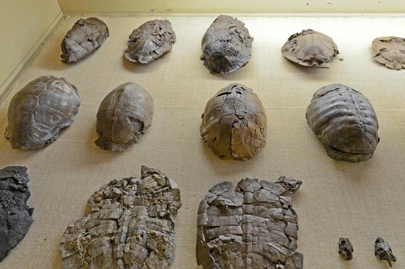 Fossile Schildkröten aus dem ZNS