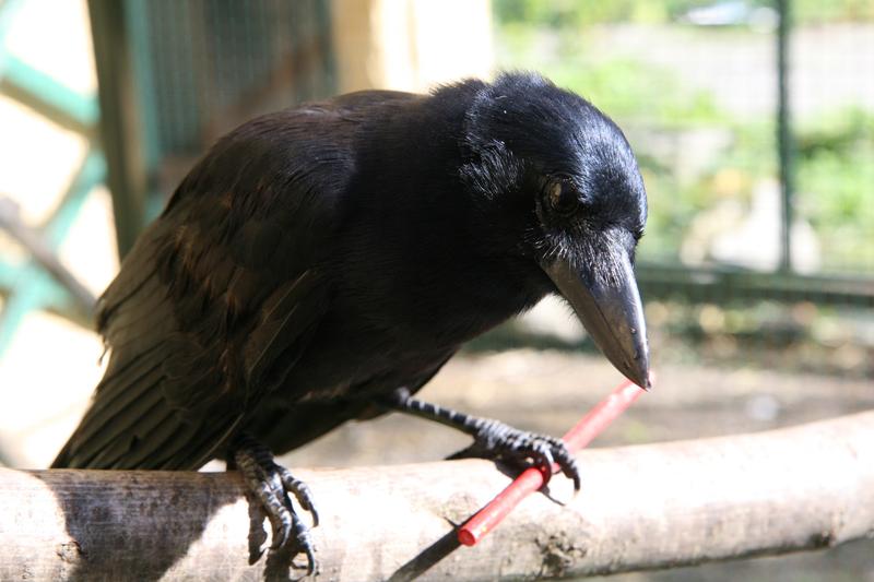 New Caledonian crow with a stick tool