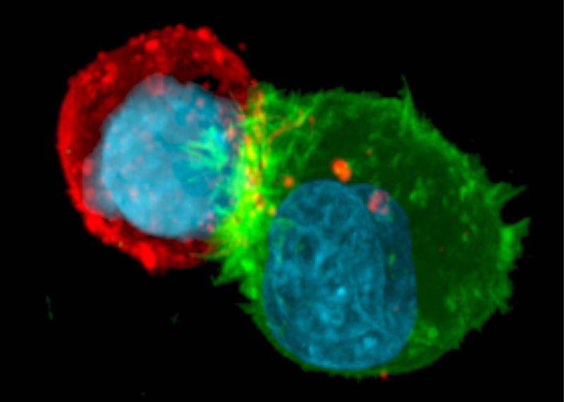 Confocal microscopy image. Accumulation of actin filaments (in green) at the immunological synapse of a resistant cancer cell in contact with an NK cell (in red). Cell nuclei are shown in blue. 