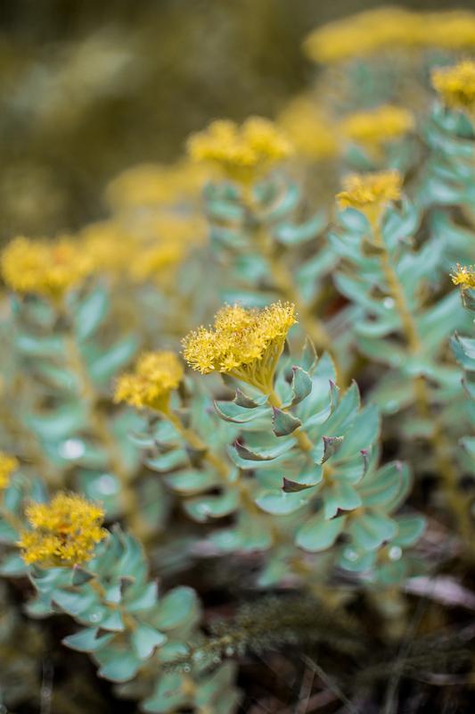 Rosenwurz ist eine traditionelle Medizinalpflanze. Die Forscher haben nun aus Rhodiola die Gedächtnis-fördernde Substanz FAE-20 entdeckt. Sie kann einen neuen Ansatz für die Demenzforschung liefern.