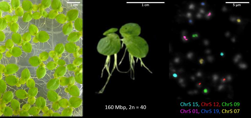 S. polyrhiza auf Nährmedium (links), Seitenansicht (mitte), und miotische Chromosomen, von denen sechs Paare durch chromosomenspezifische Sonden markiert sind (rechts) 