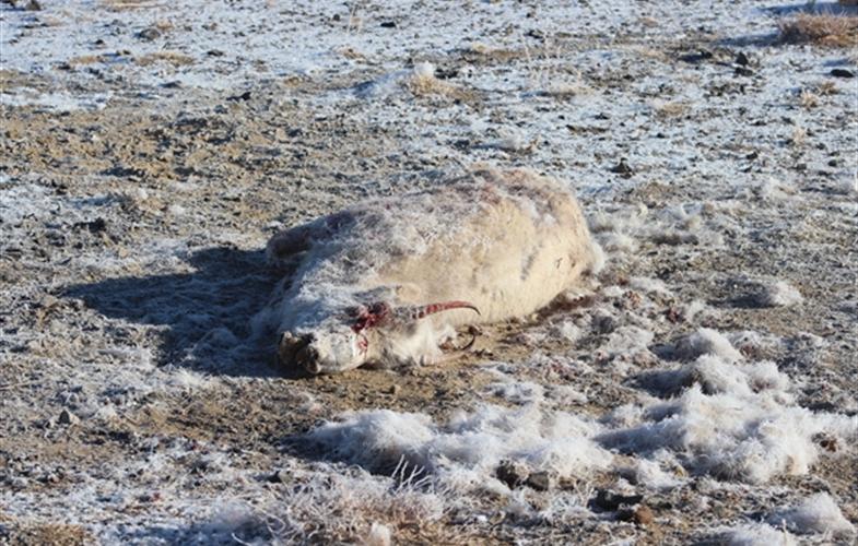 Die virale Tierseuche Pestis des Petite Ruminants (PPR) stellt auch für die Wildpopulationen von Ziegenartigen, wie den mongolischen Saigas, eine große Bedrohung dar. 