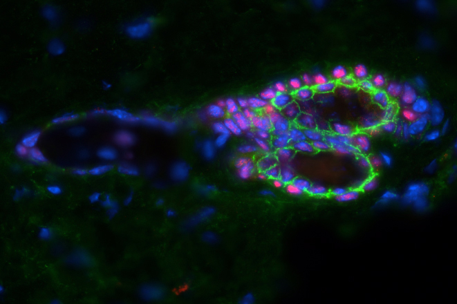 Am Department for BioMedical Research (DBMR) der Universität Bern wird unter anderem an Haarfollikeln untersucht, wie diese sich mittels Stammzellen regenerieren. 