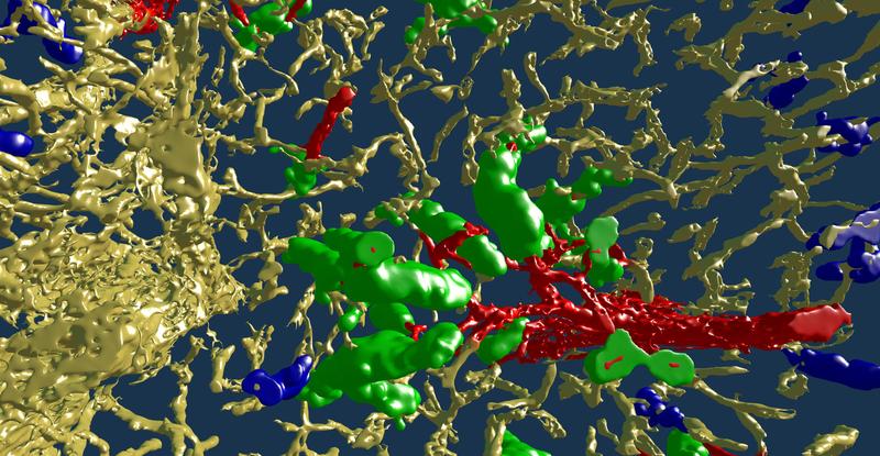 So schaut die Milz von innen aus: Die 3D-Darstellung zeigt Blutgefäße ... (vollständige BU: <www.uni-marburg.de/de/aktuelles/news/forschungsteam-wandert-in-3d-durch-blutgefaesse>)