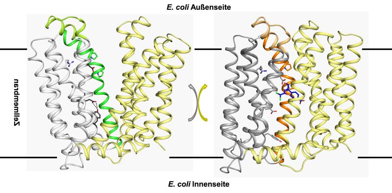 Das Resistenzprotein MdfA sitzt in der Zellmembran von E. coli. Im Zuge der strukturellen Umwandlung der einen Struktur in die andere (und zurück) wird das Antibiotikum aus der Zelle herausgepumpt.
