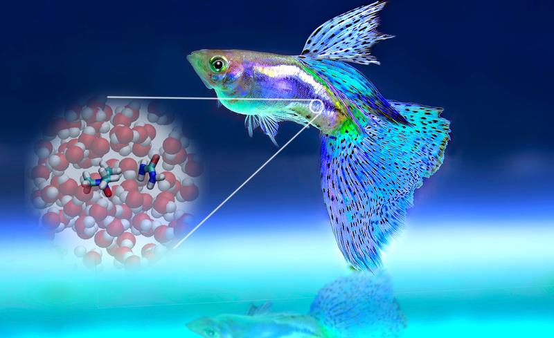 Researchers study the molecular secrets how fish adopt to the harsh environment in seawater