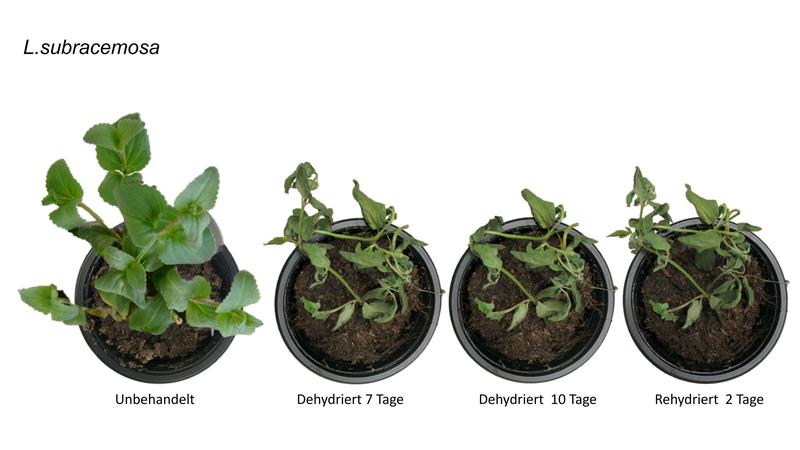 Während L. subracemosa bereits nach einer Woche so gut wie tot ist und sich auch nach anschließender Bewässerung nicht mehr erholt, übersteht L. brevidens auch zwei Wochen Dürre vergleichsweise gut.