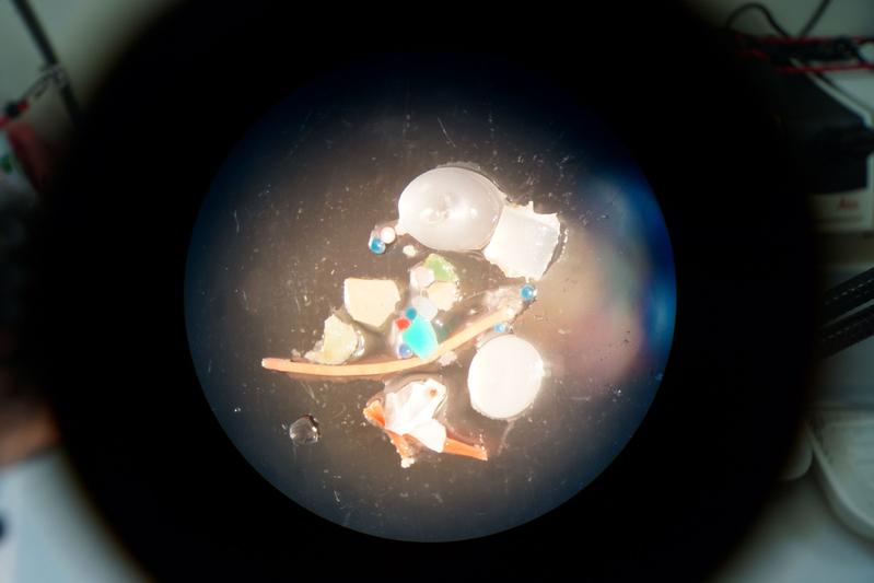 Mikroplastik unter dem Mikroskop