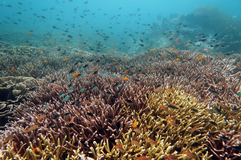 Ein (noch) gesundes Korallenriff in Raja Ampat (Indonesien) mit verästelten Korallen bietet Lebensraum und Schutz für unterschiedlichste Fischgemeinschaften