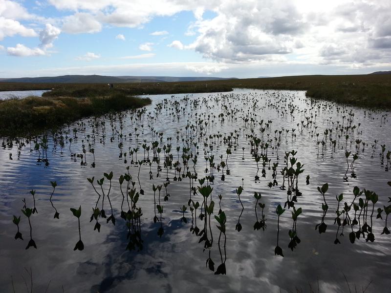 Moor in Schottland