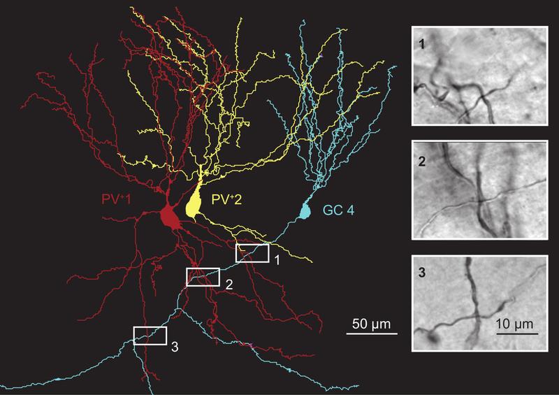 Digitale Rekonstruktion von zwei parvalbumin-exprimierenden Interneuroenen (rot und gelb) und einer Granularzelle (blau) und Visualisierung der synaptischen Verbindungen (schwarz-weiß Fotografien). 