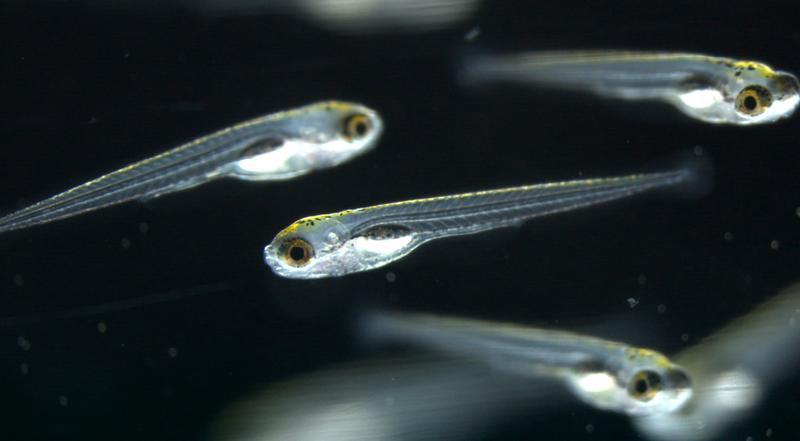 In the study the researchers used zebrafish as a novel testing system for psychoactive substances.