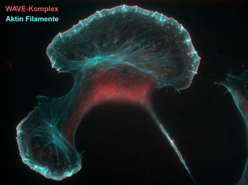 Der WAVE-Komplex (rot) reguliert die Ausbildung von Aktinfilamenten (cyanblau) am Zellrand.