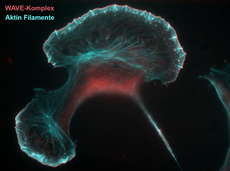 The WAVE-Komplex /red) regulates the formation of catin filaments (cyan blue) at the cell edge.