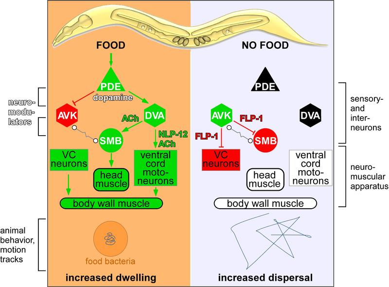 Neuronal circuit controlling foraging behaviour by C. elegans.