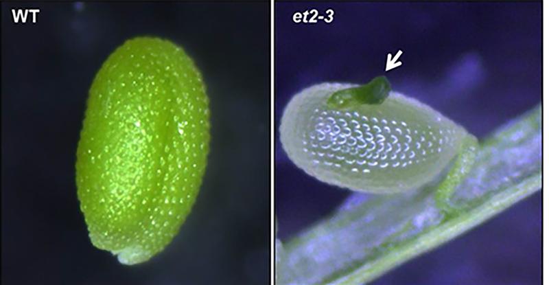 Samen mit verfrühter Keimung: Während normalen Samen (WT-Wildtyp) in der Samenruhe verharren, zeigt sich in den Samen ohne ET-Funktion (et2-3) eine verfrühte Keimung, zum Teil noch in der Schote.
