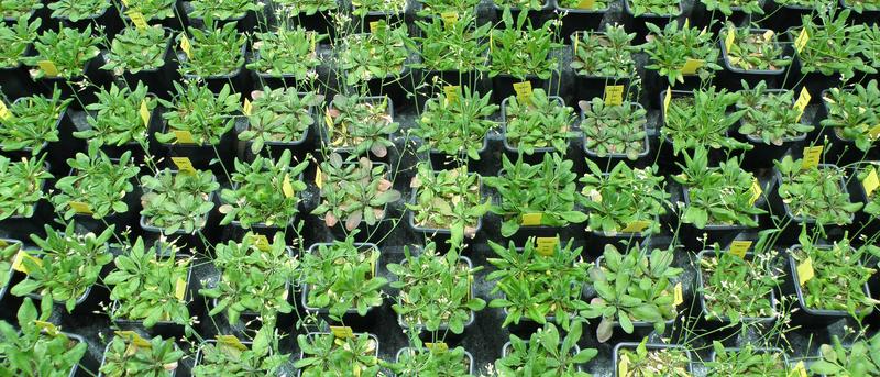 Small genetic differences improve teamwork: Systematic crossing of wallcress varieties in a UZH greenhouse. 