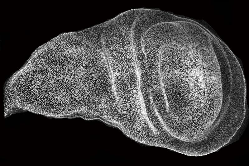 Mechanische Kräfte führen zur Faltenbildung von Geweben. Das Bild zeigt ein Flügelscheibenepithel der Taufliege, in dem mehrere Falten ausgebildet sind.