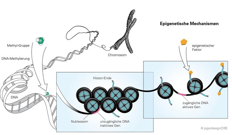 Epigenetische Mechanismen