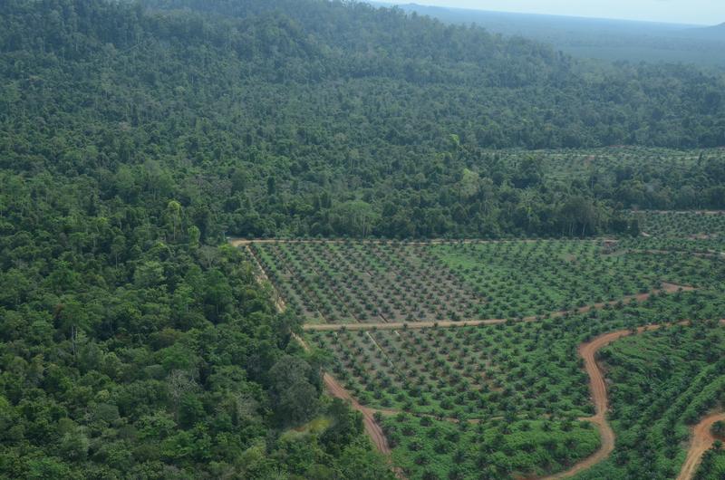 Forests are being converted into oil palm plantations. This is a major threat to orangutans.
