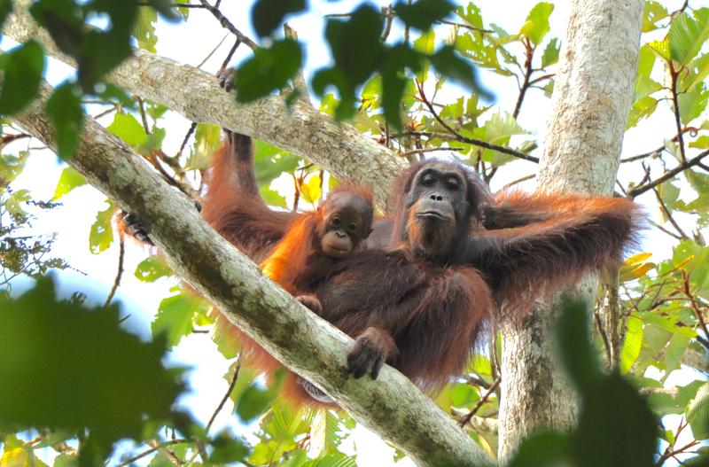 Ein internationales Forscher-Team fordert ein wissenschaftlich fundiertes Monitoring der Orang-Utan-Populationen.