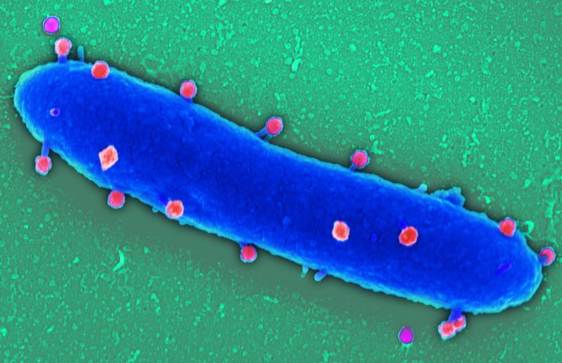 Phagen gegen Pseudomonas aeruginosa