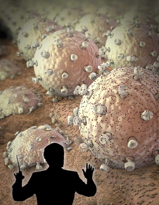 T-Zellen, werden durch das Molekül Tetrahydrobiopterin (BH4) aktiviert, das zur Herstellung von Botenstoffen benötigt wird. Therapiemöglichkeiten reichen von Asthma und Allergien bis hin zu Krebs.
