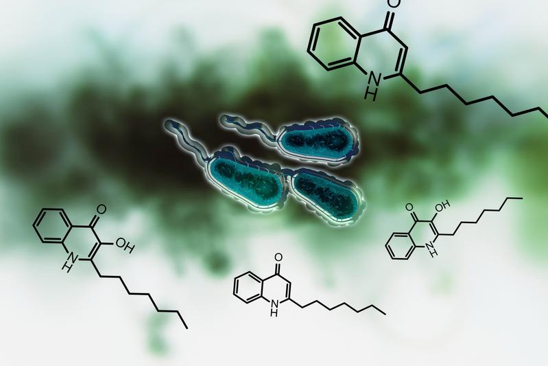 Schematische Repräsentation von Pseudomonas aeruginosa