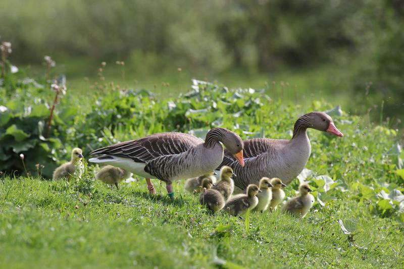 Die meisten Gänsearten leben in Scharen mit einer komplexen Sozialstruktur, die erweiterte Familienverbände und weiblich-zentrierte Clans inkludiert.