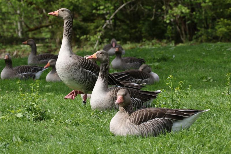 Im Rahmen der Studie begleitete das Forschungsteam Graugänse im Winter und untersuchte die Verdauungseffizienz der Tiere.