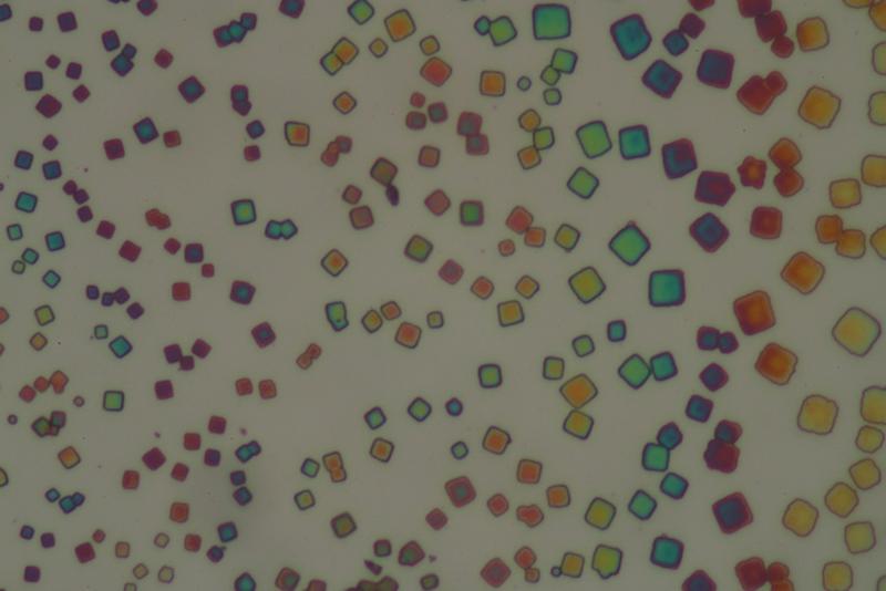 Übergitter unter dem Mikroskop (Weisslichtbeleuchtung).