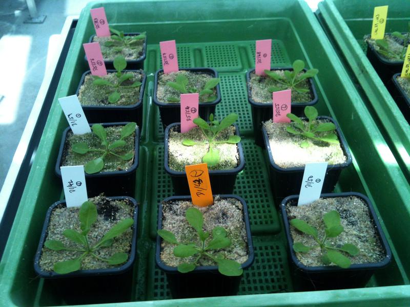 Due to epigenetic variation, the selected Arabidopsis plants flower later – recognizable by the shorter flower stems compared to the original population. 
