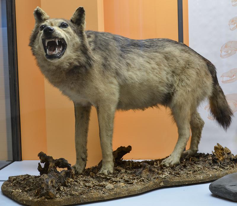 Präparat des wahrscheinlich letzten erhaltenen Wolfes aus der Eifel an seinem aktuellen Standort in der Raubtier-Vitrine der Dauerausstellung „Tiere der Heimat“ am Museum Koenig. 