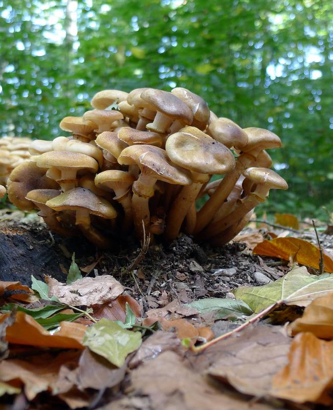 Ein Exemplar des honiggelben Hallimaschs in der freien Natur (Armillaria mellea).