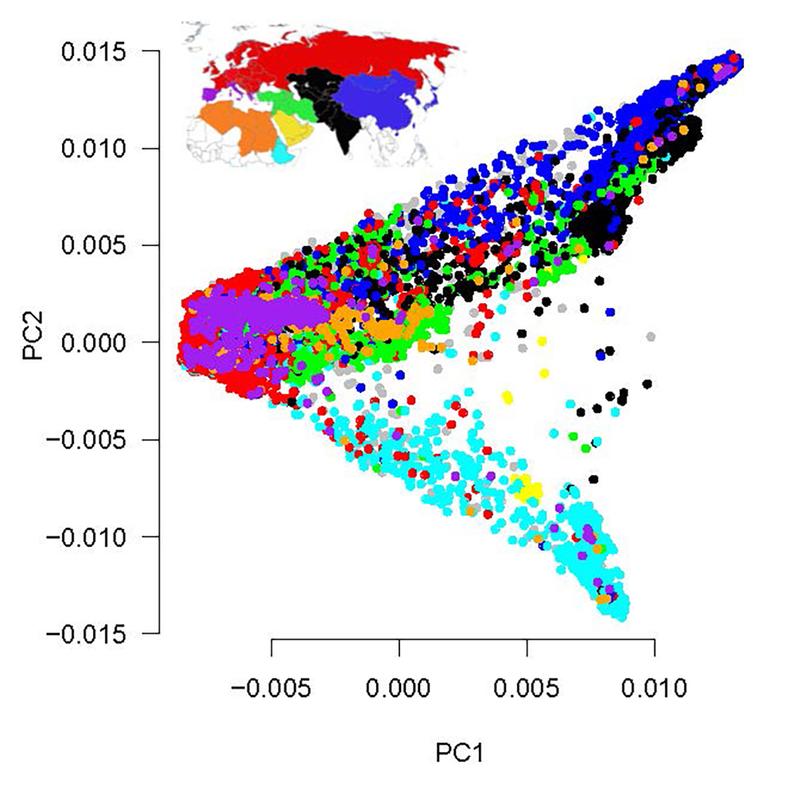 Die genetische Struktur der Sammlung spiegelt die geographische Herkunft wider. Jeder farbige Punkt stellt ein Genbank-Muster dar. 