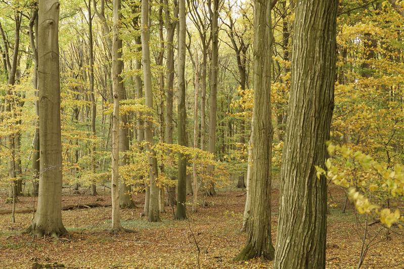 Herbstlicher Buchen-Hainbuchenwald