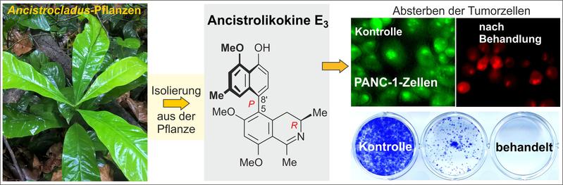 Von der Pflanze zum Wirkstoff – Ancistrolikokin E3 hemmt das Wachstum und die Kolonie-Bildung von Bauchspeicheldrüsenkrebszellen. 