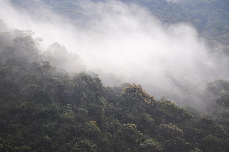 Artenreicher tropischer Bergregenwald (Reserva San Francisco, Ecuador, 2000m).